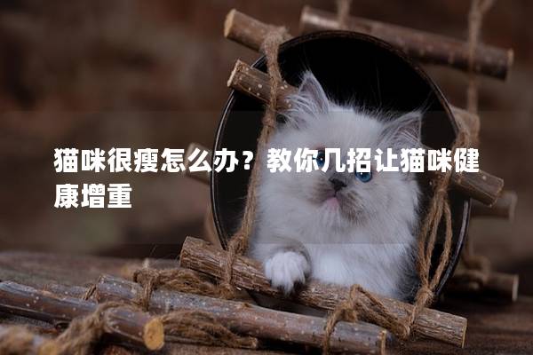 猫咪很瘦怎么办？教你几招让猫咪健康增重