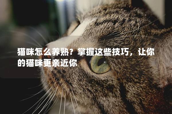 猫咪怎么养熟？掌握这些技巧，让你的猫咪更亲近你