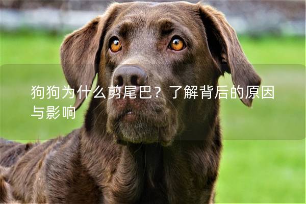 狗狗为什么剪尾巴?了解背后的原因与影响