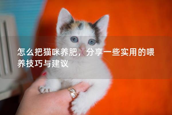 怎么把猫咪养肥，分享一些实用的喂养技巧与建议