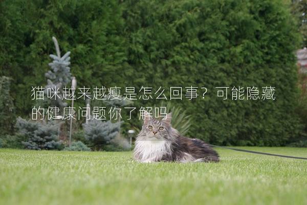 猫咪越来越瘦是怎么回事？可能隐藏的健康问题你了解吗