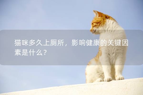 猫咪多久上厕所，影响健康的关键因素是什么？