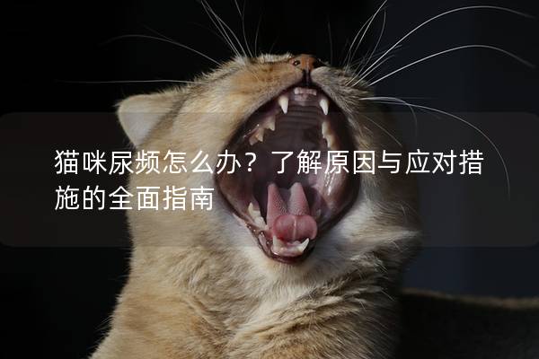 猫咪尿频怎么办？了解原因与应对措施的全面指南