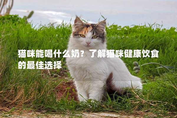 猫咪能喝什么奶？了解猫咪健康饮食的最佳选择