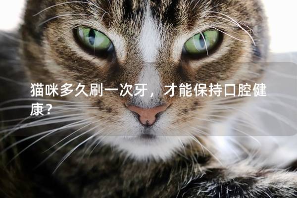 猫咪多久刷一次牙，才能保持口腔健康？