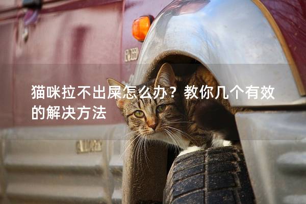 猫咪拉不出屎怎么办？教你几个有效的解决方法