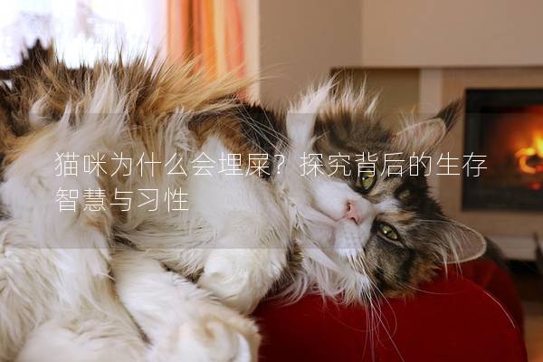 猫咪为什么会埋屎？探究背后的生存智慧与习性