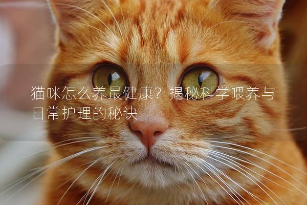 猫咪怎么养最健康？揭秘科学喂养与日常护理的秘诀