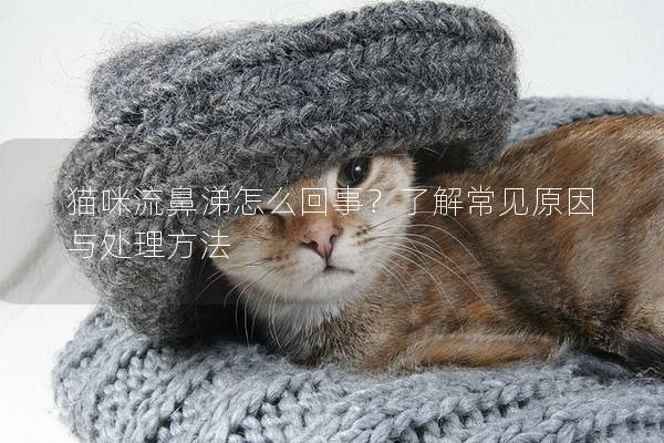 猫咪流鼻涕怎么回事？了解常见原因与处理方法