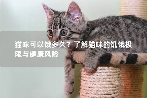 猫咪可以饿多久？了解猫咪的饥饿极限与健康风险