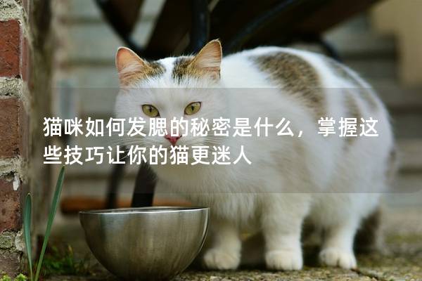 猫咪如何发腮的秘密是什么，掌握这些技巧让你的猫更迷人