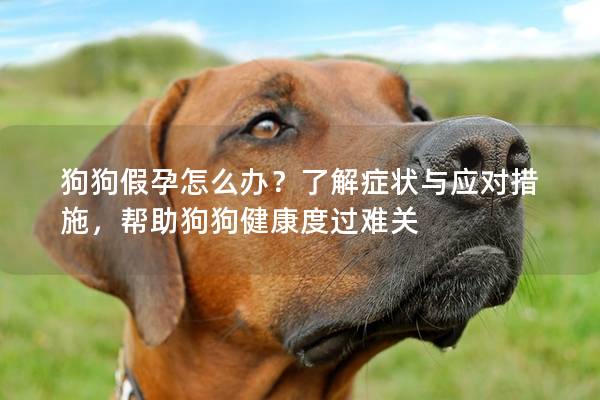 狗狗假孕怎么办？了解症状与应对措施，帮助狗狗健康度过难关