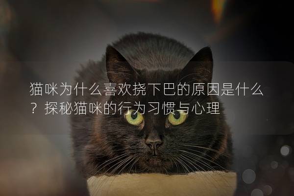 猫咪为什么喜欢挠下巴的原因是什么？探秘猫咪的行为习惯与心理