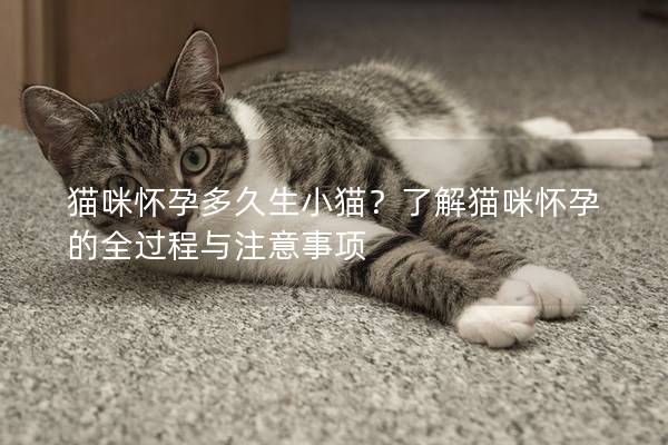 猫咪怀孕多久生小猫？了解猫咪怀孕的全过程与注意事项