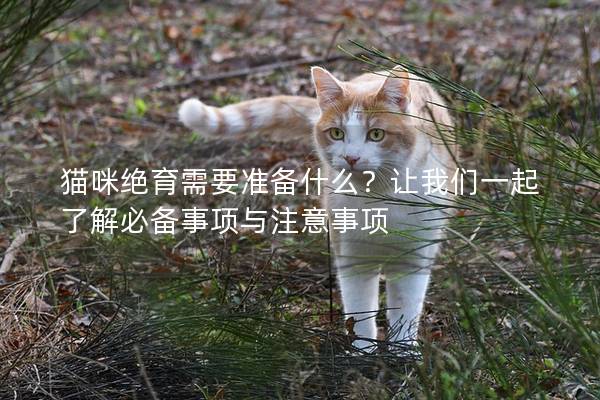 猫咪绝育需要准备什么？让我们一起了解必备事项与注意事项