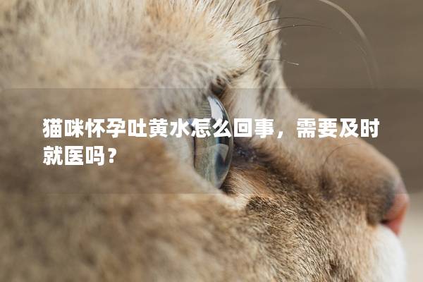 猫咪怀孕吐黄水怎么回事，需要及时就医吗？