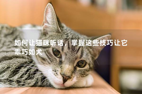 如何让猫咪听话，掌握这些技巧让它乖巧如犬