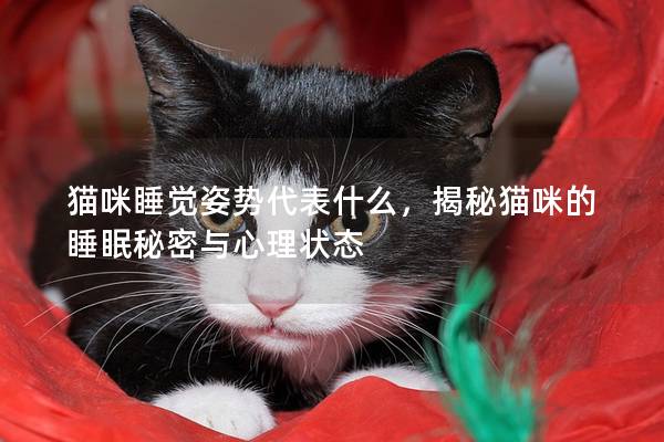 猫咪睡觉姿势代表什么，揭秘猫咪的睡眠秘密与心理状态