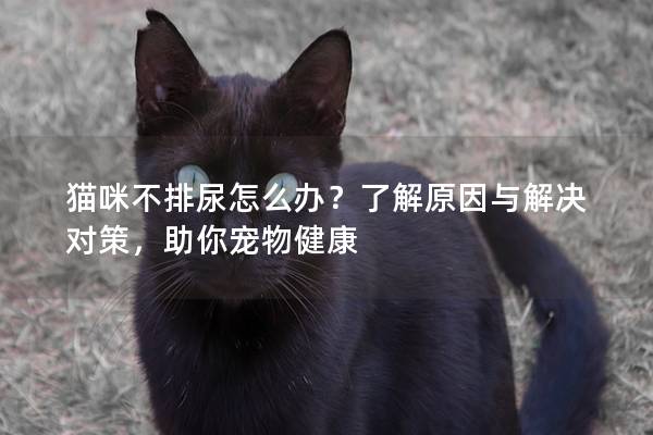 猫咪不排尿怎么办？了解原因与解决对策，助你宠物健康