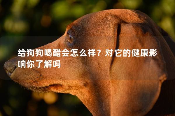 给狗狗喝醋会怎么样？对它的健康影响你了解吗