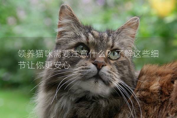 领养猫咪需要注意什么？了解这些细节让你更安心