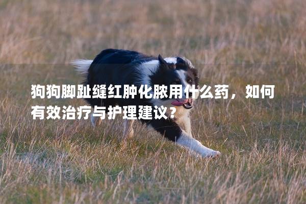 狗狗脚趾缝红肿化脓用什么药，如何有效治疗与护理建议？