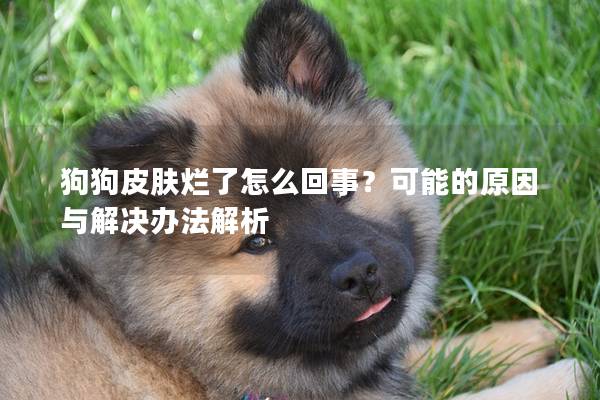 狗狗皮肤烂了怎么回事？可能的原因与解决办法解析