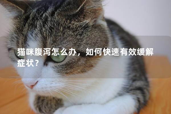 猫咪腹泻怎么办，如何快速有效缓解症状？