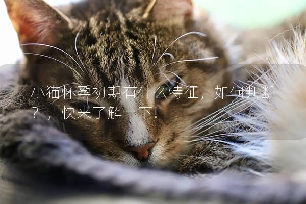 小猫怀孕初期有什么特征，如何判断？，快来了解一下!