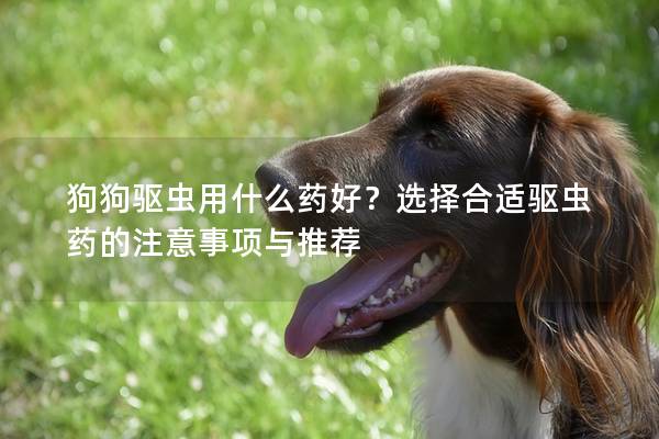 狗狗驱虫用什么药好?选择合适驱虫药的注意事项与推荐