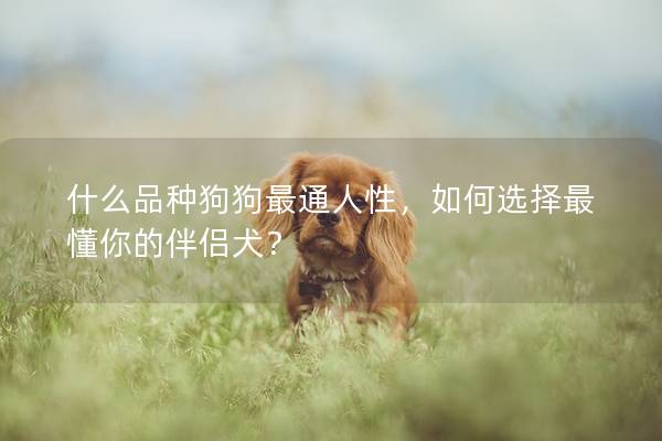 什么品种狗狗最通人性，如何选择最懂你的伴侣犬？