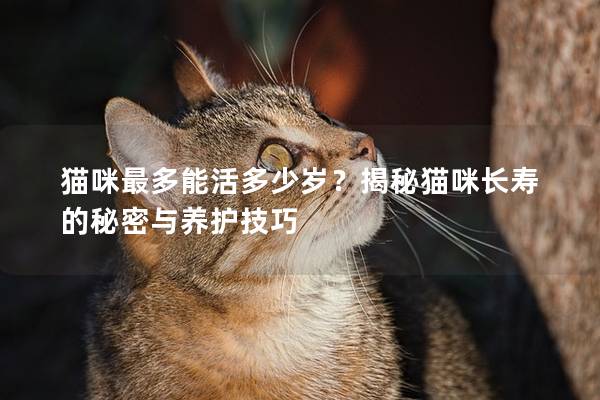 猫咪最多能活多少岁？揭秘猫咪长寿的秘密与养护技巧