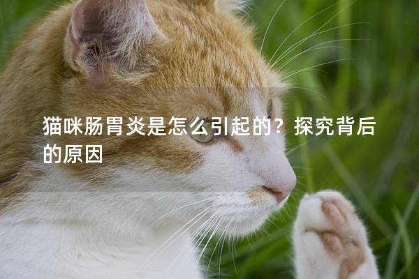 猫咪肠胃炎是怎么引起的？探究背后的原因