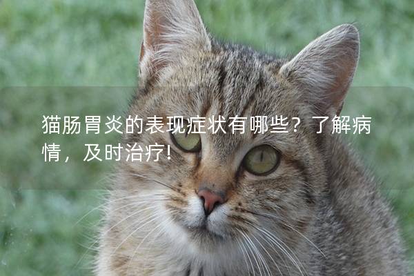 猫肠胃炎的表现症状有哪些？了解病情，及时治疗!