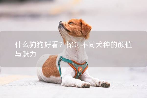 什么狗狗好看？探讨不同犬种的颜值与魅力