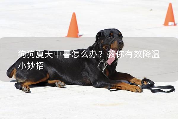 狗狗夏天中暑怎么办？教你有效降温小妙招