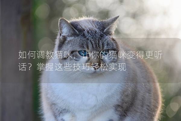 如何调教猫咪，让你的猫咪变得更听话？掌握这些技巧轻松实现