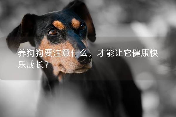 养狗狗要注意什么，才能让它健康快乐成长？