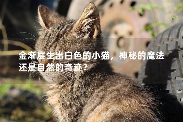 金渐层生出白色的小猫，神秘的魔法还是自然的奇迹？