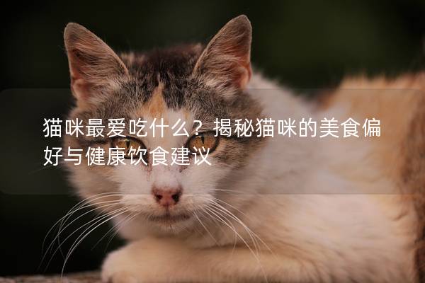 猫咪最爱吃什么？揭秘猫咪的美食偏好与健康饮食建议