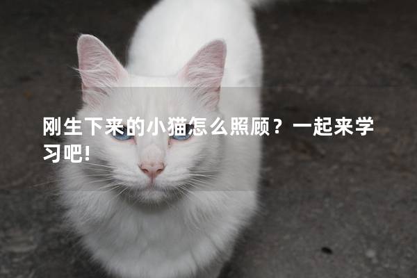 刚生下来的小猫怎么照顾？一起来学习吧!