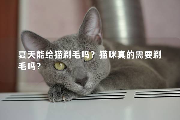 夏天能给猫剃毛吗？猫咪真的需要剃毛吗？