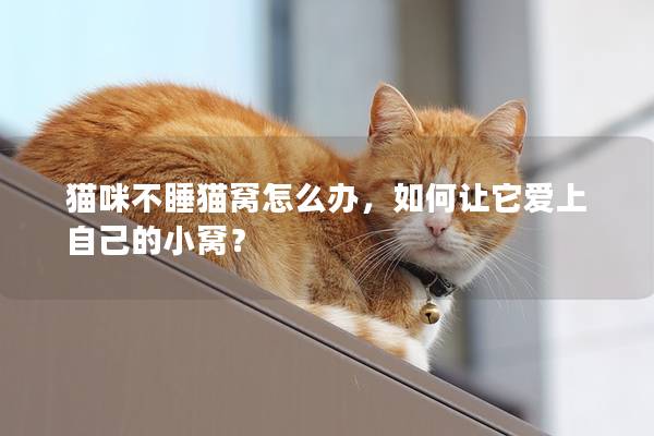 猫咪不睡猫窝怎么办，如何让它爱上自己的小窝？