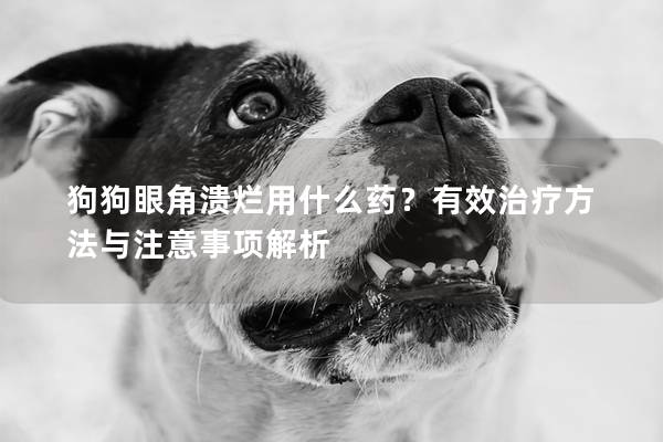 狗狗眼角溃烂用什么药？有效治疗方法与注意事项解析