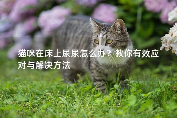 猫咪在床上尿尿怎么办？教你有效应对与解决方法