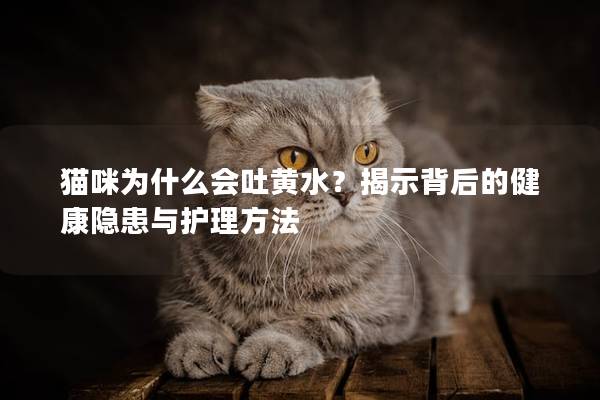 猫咪为什么会吐黄水？揭示背后的健康隐患与护理方法