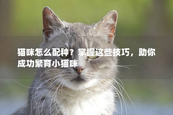 猫咪怎么配种？掌握这些技巧，助你成功繁育小猫咪