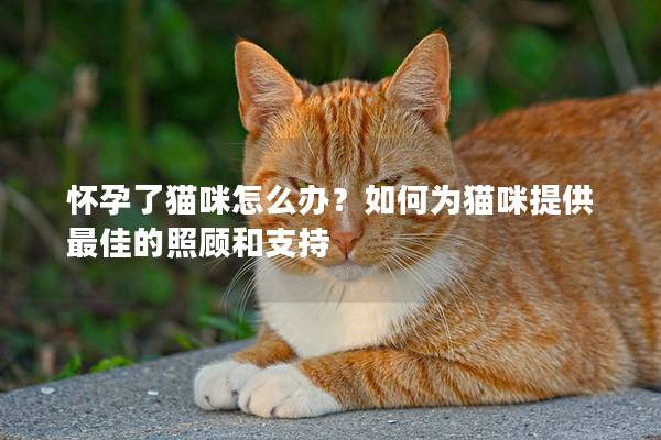 怀孕了猫咪怎么办？如何为猫咪提供最佳的照顾和支持