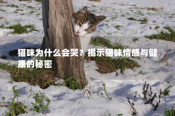 猫咪为什么会哭？揭示猫咪情感与健康的秘密