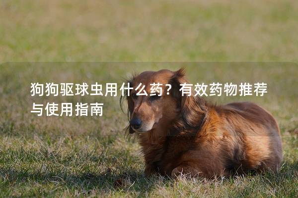 狗狗驱球虫用什么药?有效药物推荐与使用指南